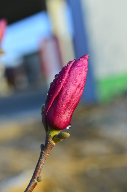 紫玉兰花盛开