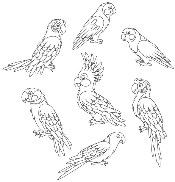 macaw