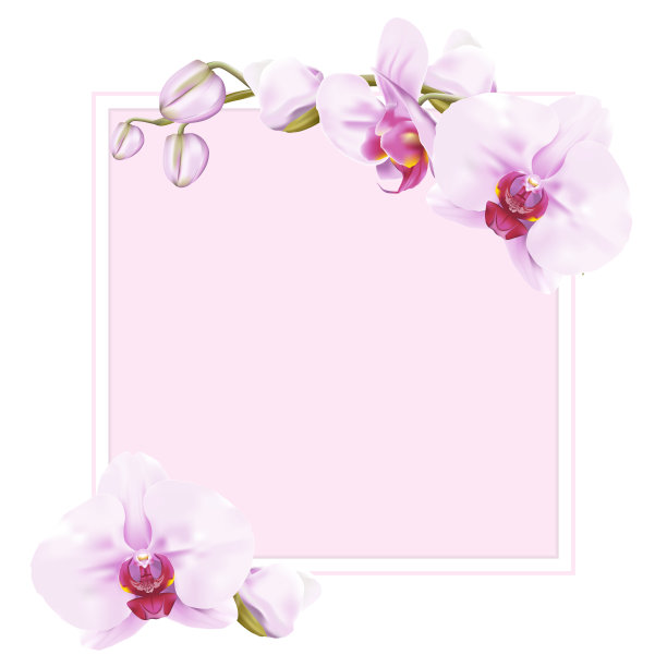 蝴蝶兰,花瓣,边框