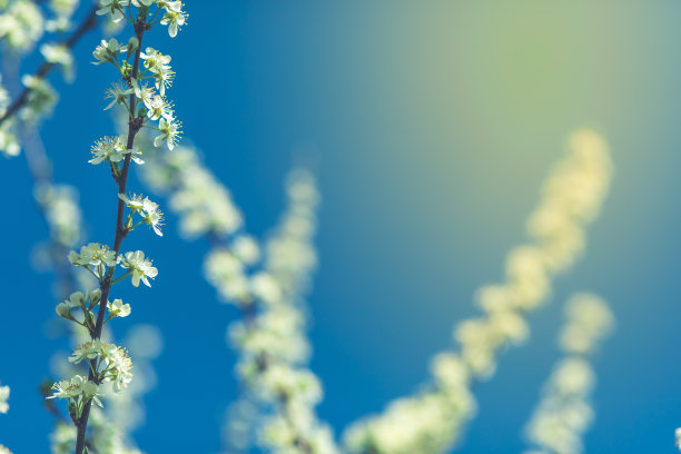 春天的苹果 梨花