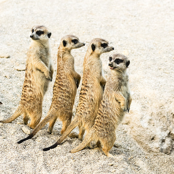 meerkat