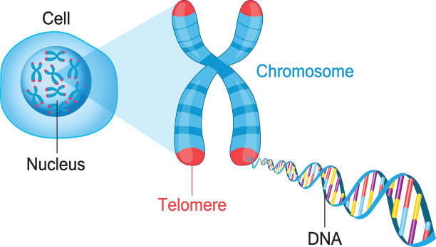 chromosone