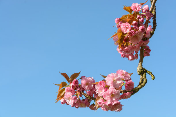 花见节