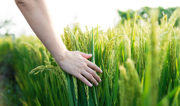 agricultural