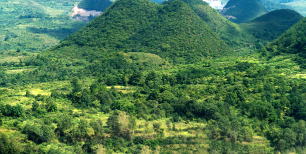 高山脉树林