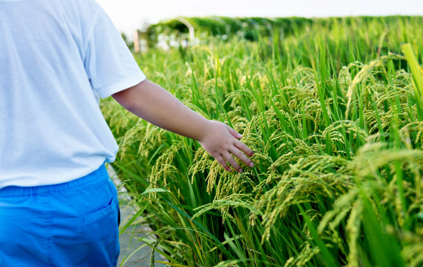 生态稻米
