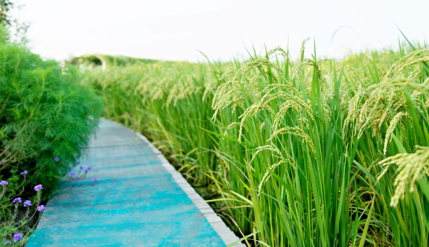 平原水稻