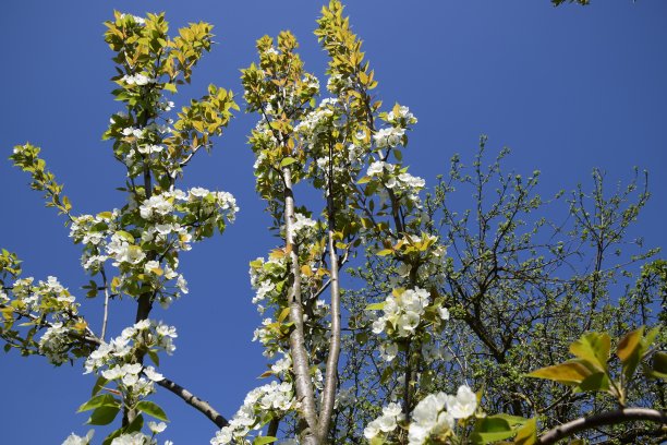 梨花粉图片大全 梨花粉设计素材 梨花粉模板下载 梨花粉图库 昵图网soso Nipic Com