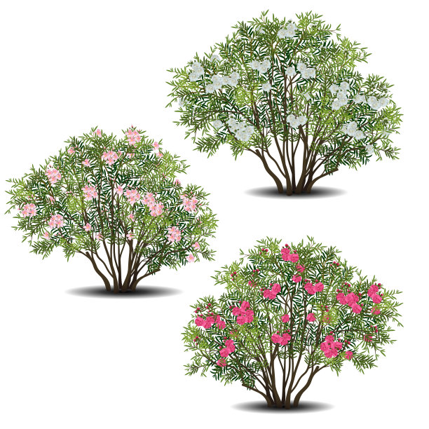 oleander