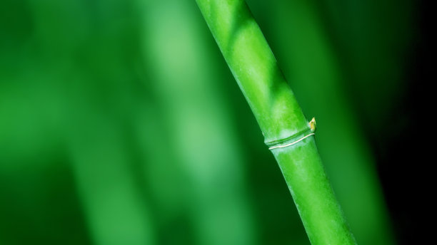 bamboo