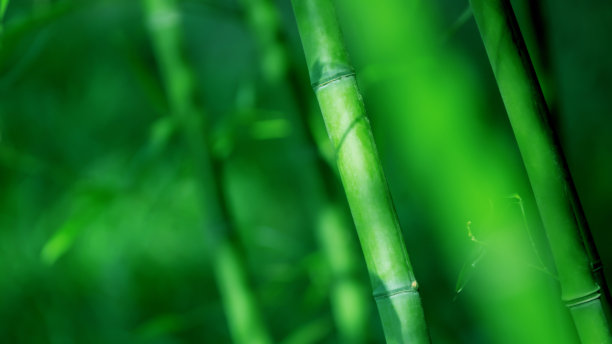 bamboo