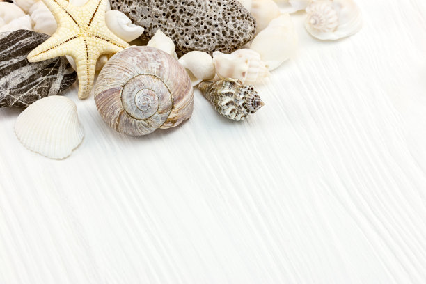 棚拍贝壳和海星