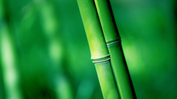bamboo