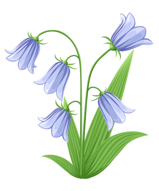 hyacinthoides