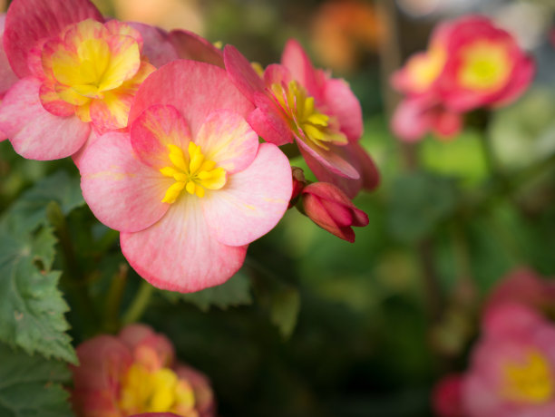 begonia