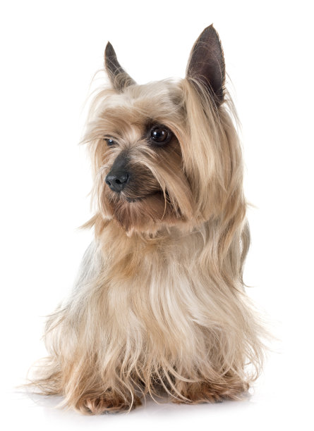 terrier