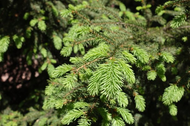 spruce