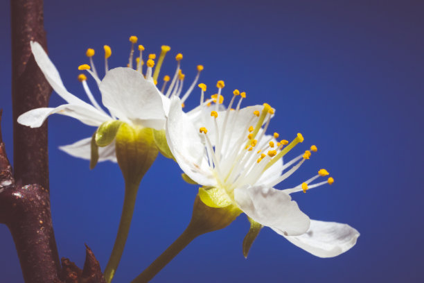 梨花粉图片大全 梨花粉设计素材 梨花粉模板下载 梨花粉图库 昵图网soso Nipic Com