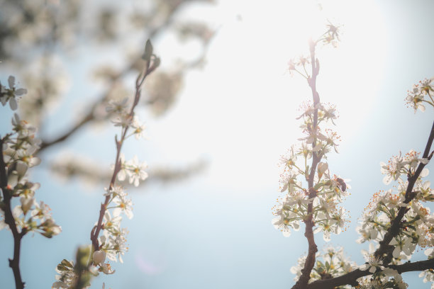 春天的苹果 梨花