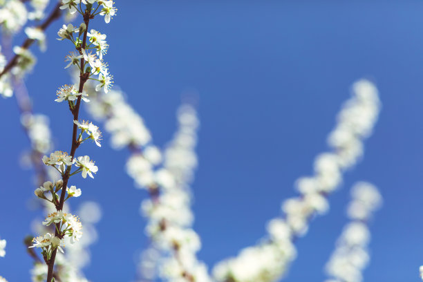 春天的苹果 梨花