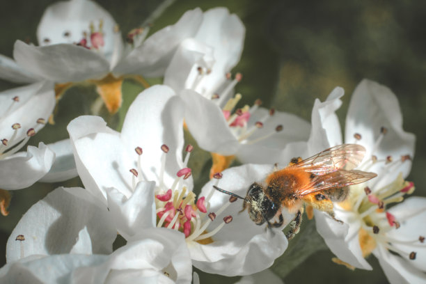 蜜蜂与梅花