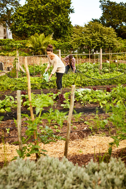 harvest