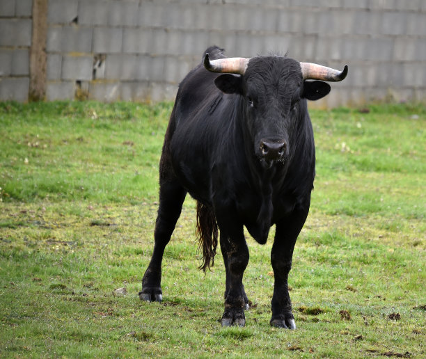 bull