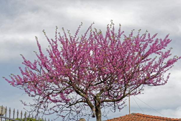 紫荆树