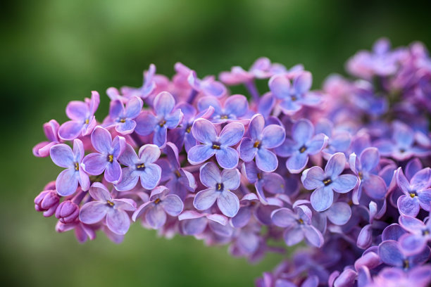 stamens