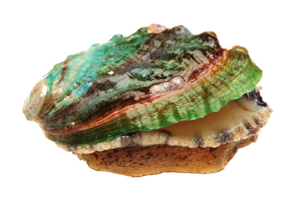 abalone