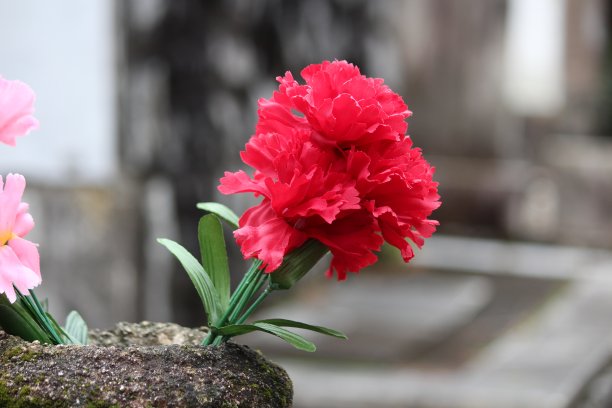 苦刺花