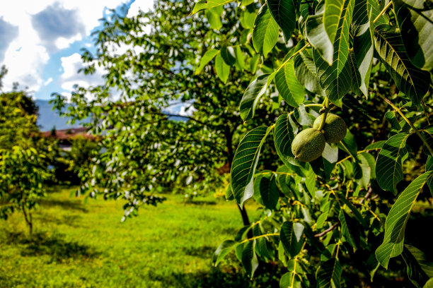 胡桃树