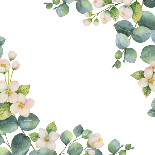 藏红花草药插画