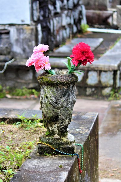 苦刺花