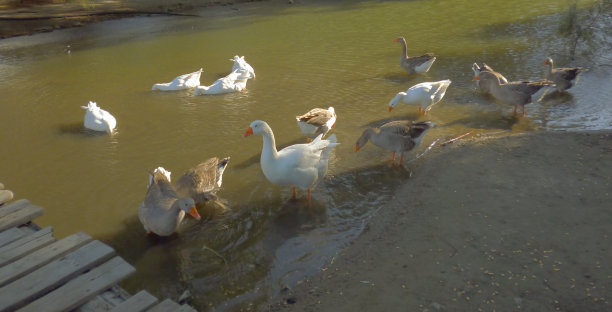 一群散养鸭子