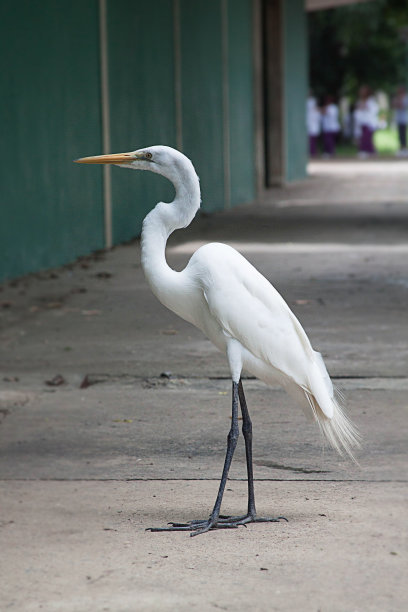 egret
