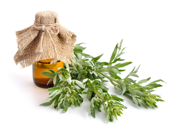 mugwort