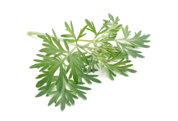 mugwort
