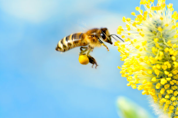 pollination