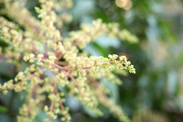 香芒果