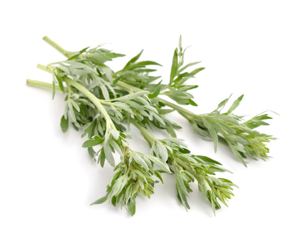 mugwort