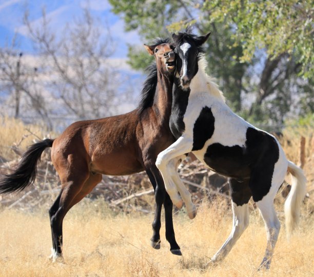 mustang