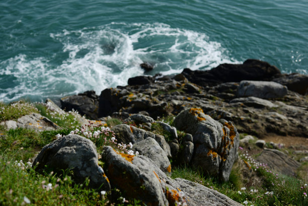 岩石上海鸥