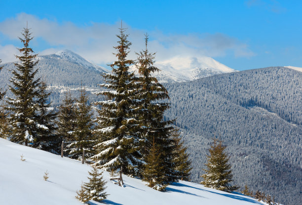 spruce