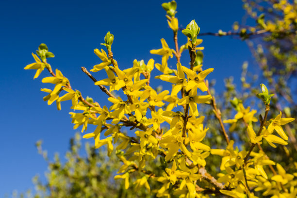forsythia