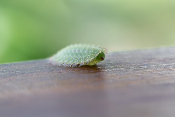 蚕茧高清