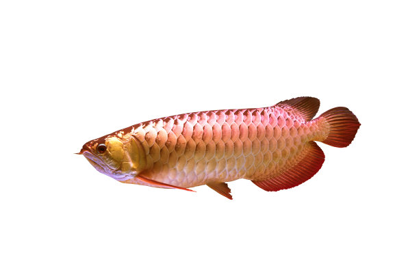 arowana