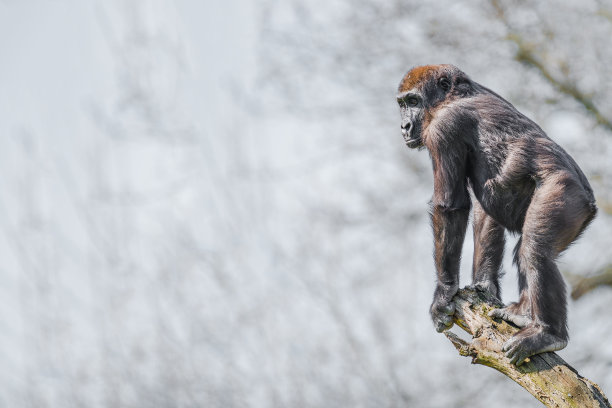 ape
