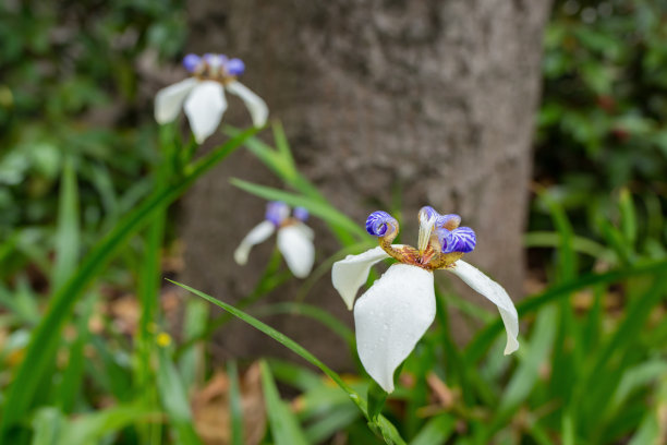 花蕊