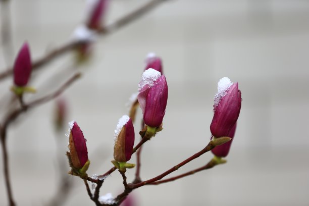 冬季的桃花